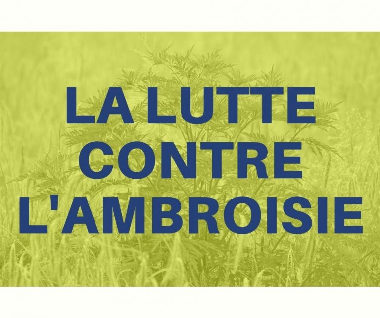 lutte contre l'ambroisie