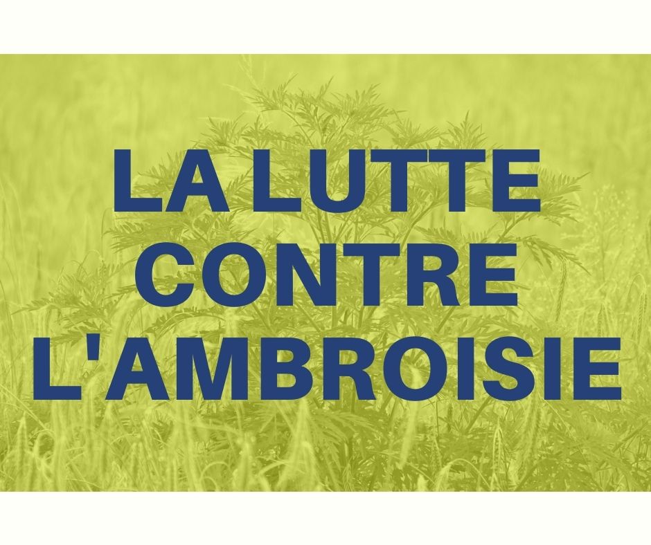 Lire la suite à propos de l’article La lutte contre l’Ambroisie