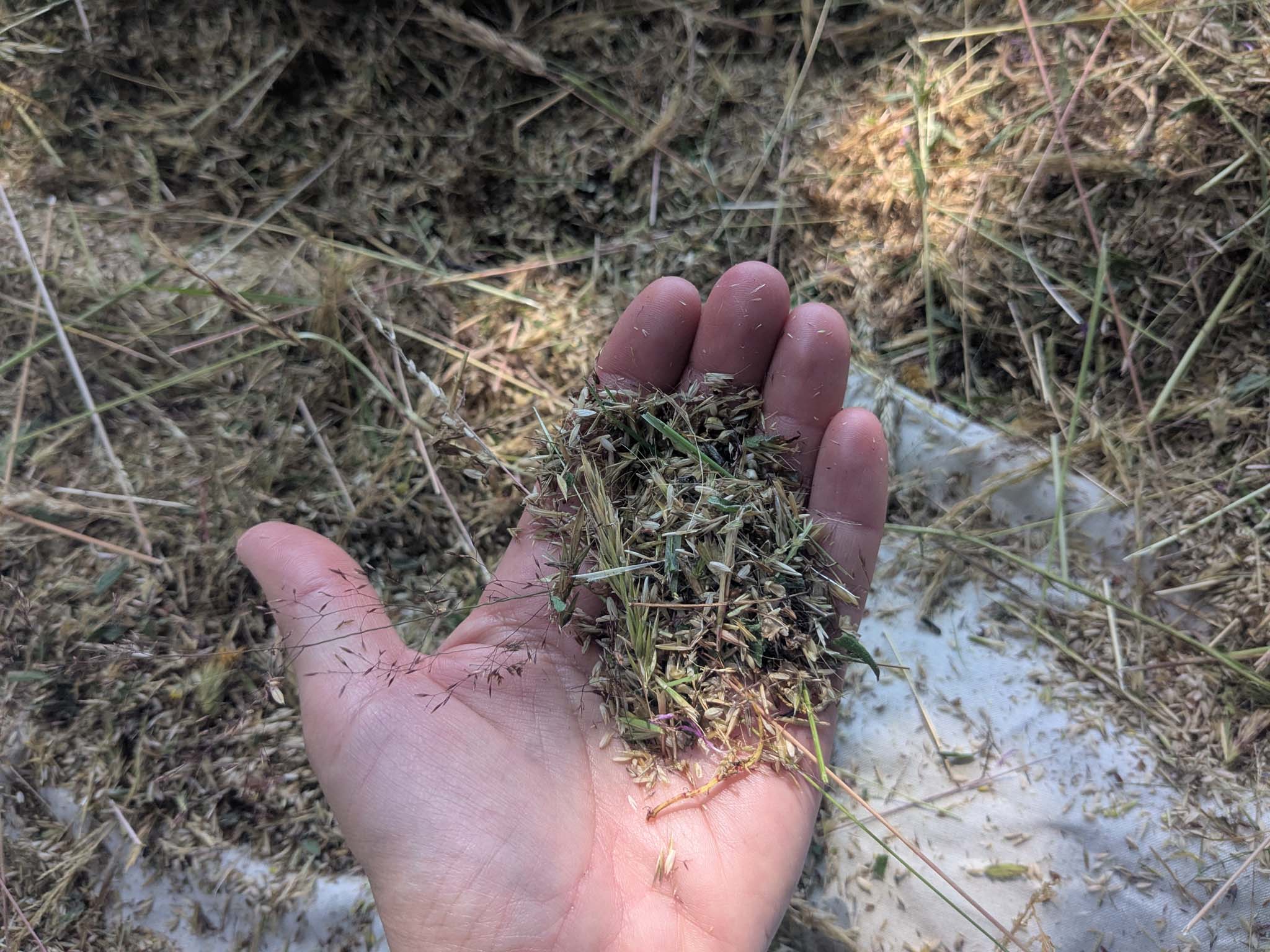 Lire la suite à propos de l’article Natura 2000 : restaurer les prairies avec des semences locales